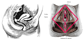 cura dolore pelvico